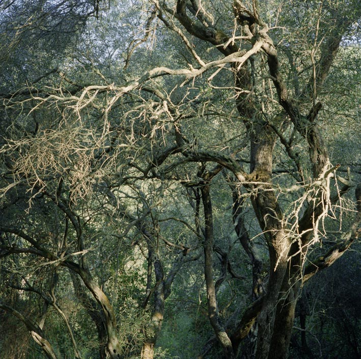 2010_dieu_et_dionysos__la_couronne_d_e_pines_ii__paxos_1_9_50x50cm_c_jc_ballot-2.jpg