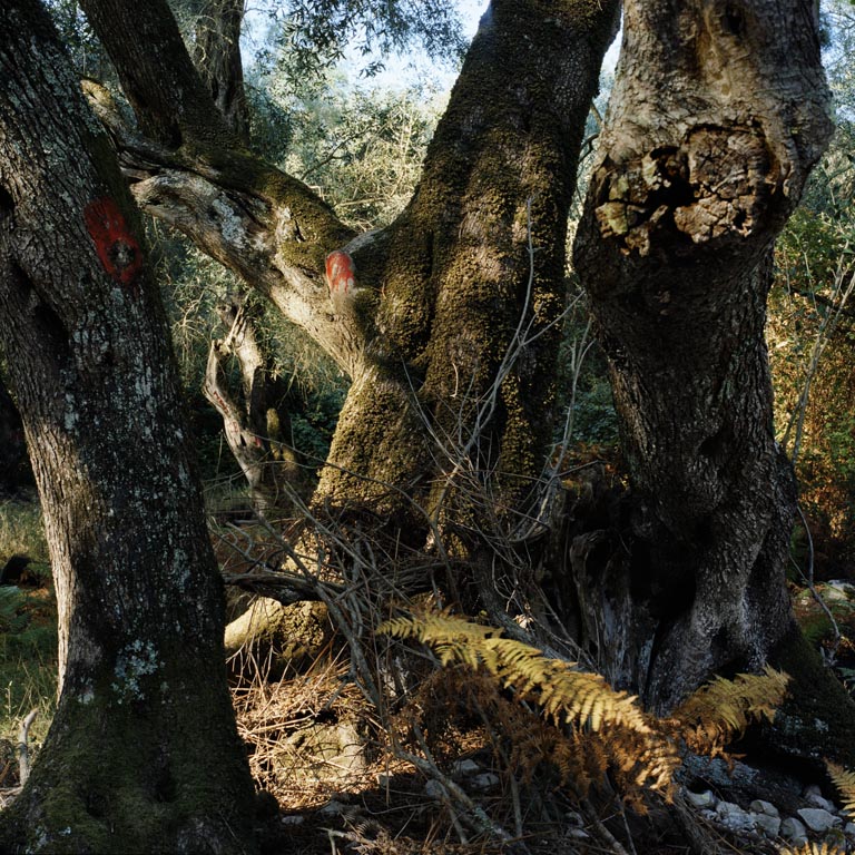 2010_dieu_et_dionysos__ornements__paxos_1_9_50x50cm_c_jc_ballot-2.jpg