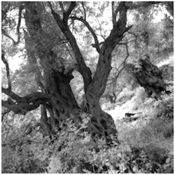 2014_stauffer_olives_i_5069b10_-_copie.png