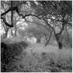 2014_stauffer_olives_ii_5101a5_-_copie.png