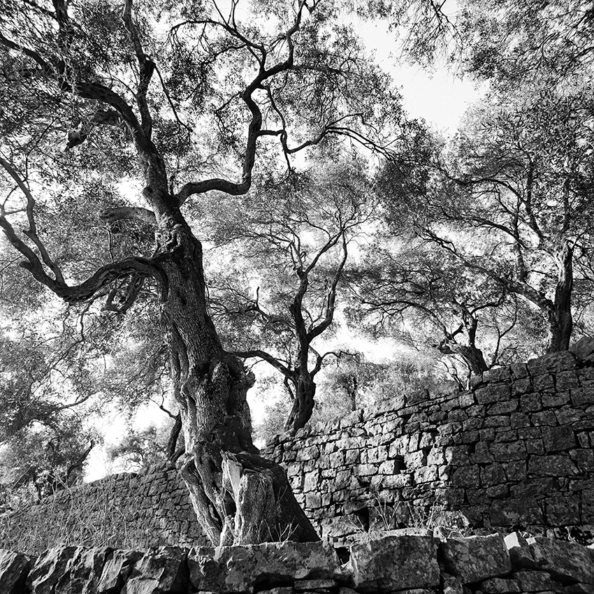 jc_ballot_arbre_de_grece-2.jpg