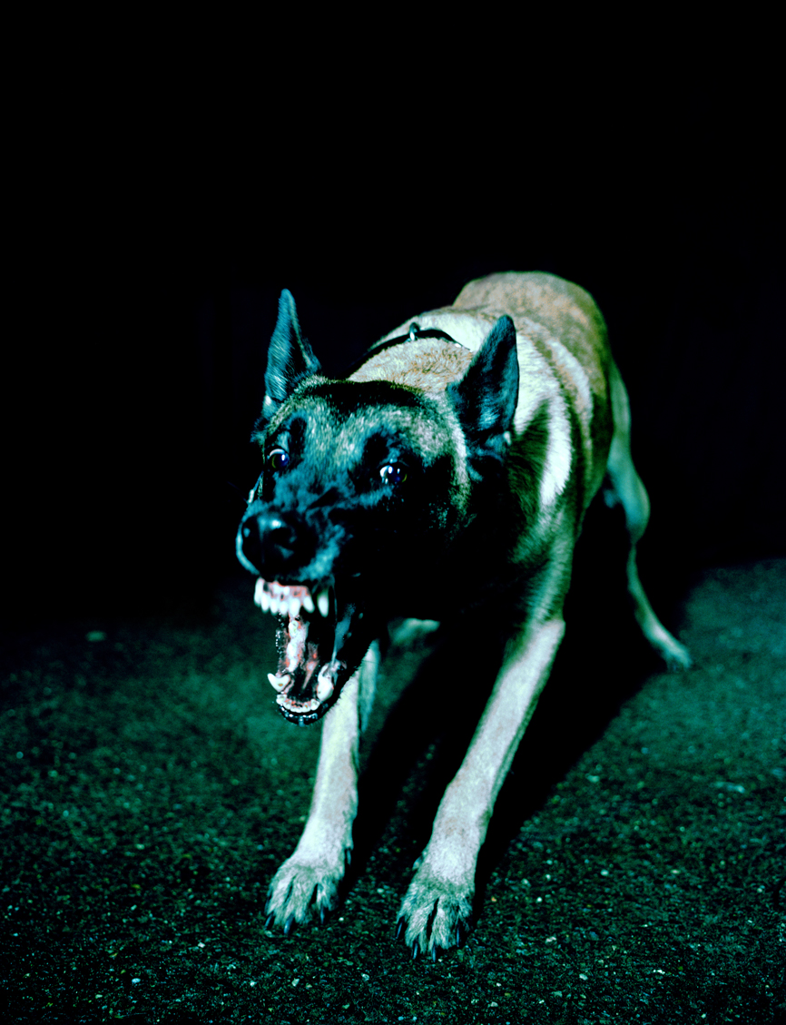Tina Merandon Chiens #1, 2008-­‐13, Traditional Photo Paper Epson 300g, 182 x 140 cm, edition: 6