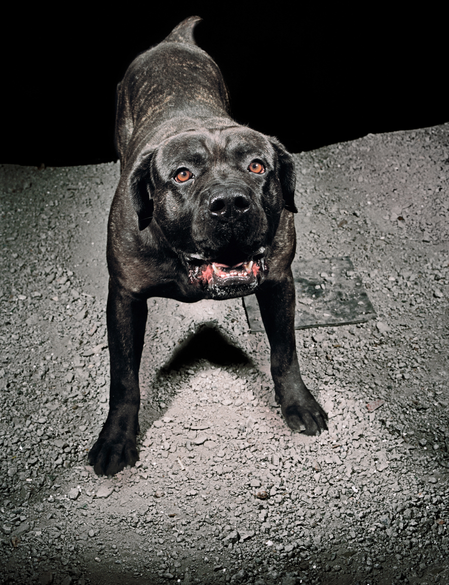 Tina Merandon Chiens #3, 2008-­‐13, Traditional Photo Paper Epson 300g, 182 x 140 cm, edition: 6