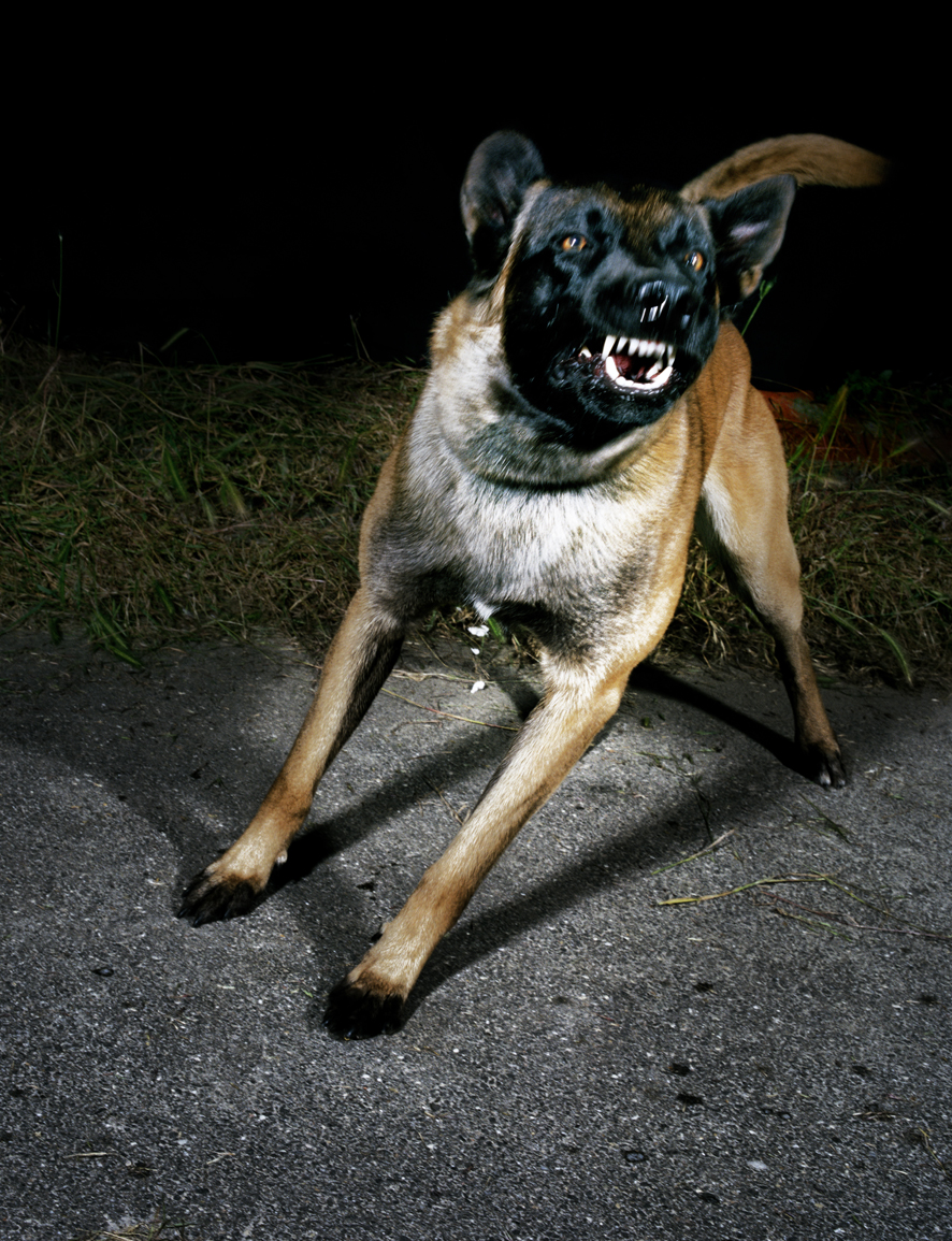 Tina Merandon Chiens #8, 2008-­‐13, Traditional Photo Paper Epson 300g, 182 x 140 cm, edition: 6