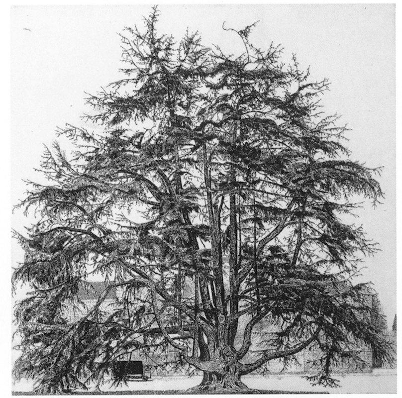 federica_galli_il_cedro_di_villa_olmo_lombardia_1988_mm495x489-2.png
